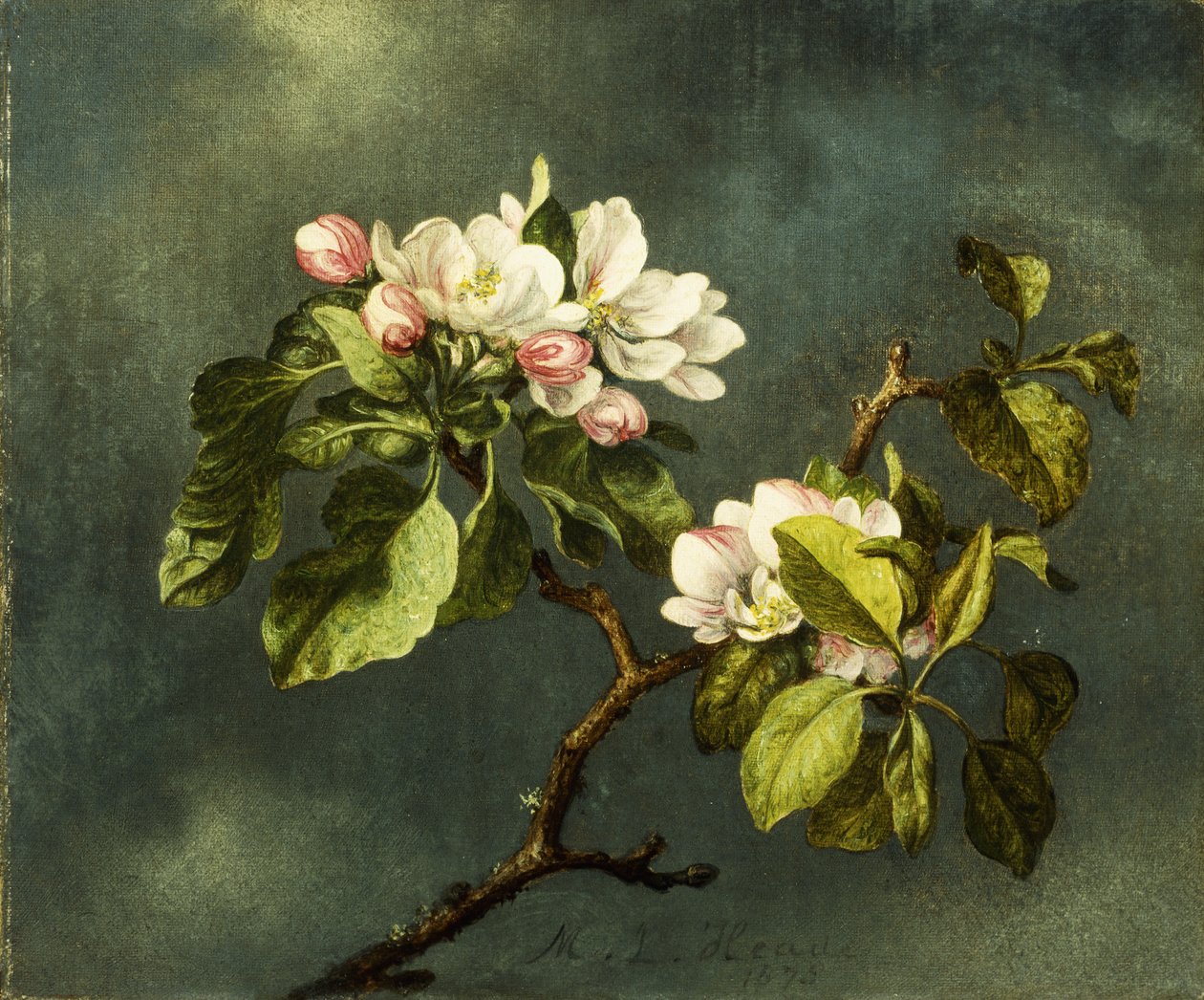Epleblomster, av Martin Johnson Heade