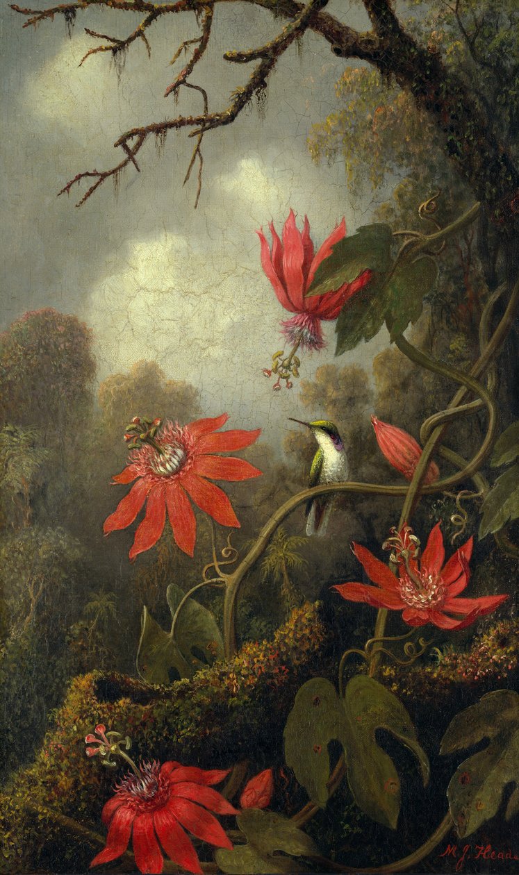 Kolibri og pasjonsblomster, ca. 1875–85 av Martin Johnson Heade