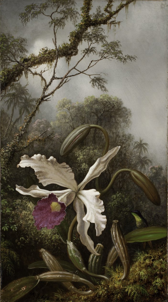 Kolibri med hvit orkide, 1875-1885 av Martin Johnson Heade