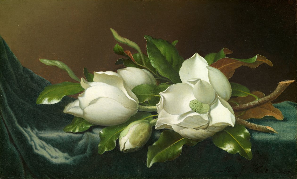 Magnolia på lyseblå fløyelsklut av Martin Johnson Heade