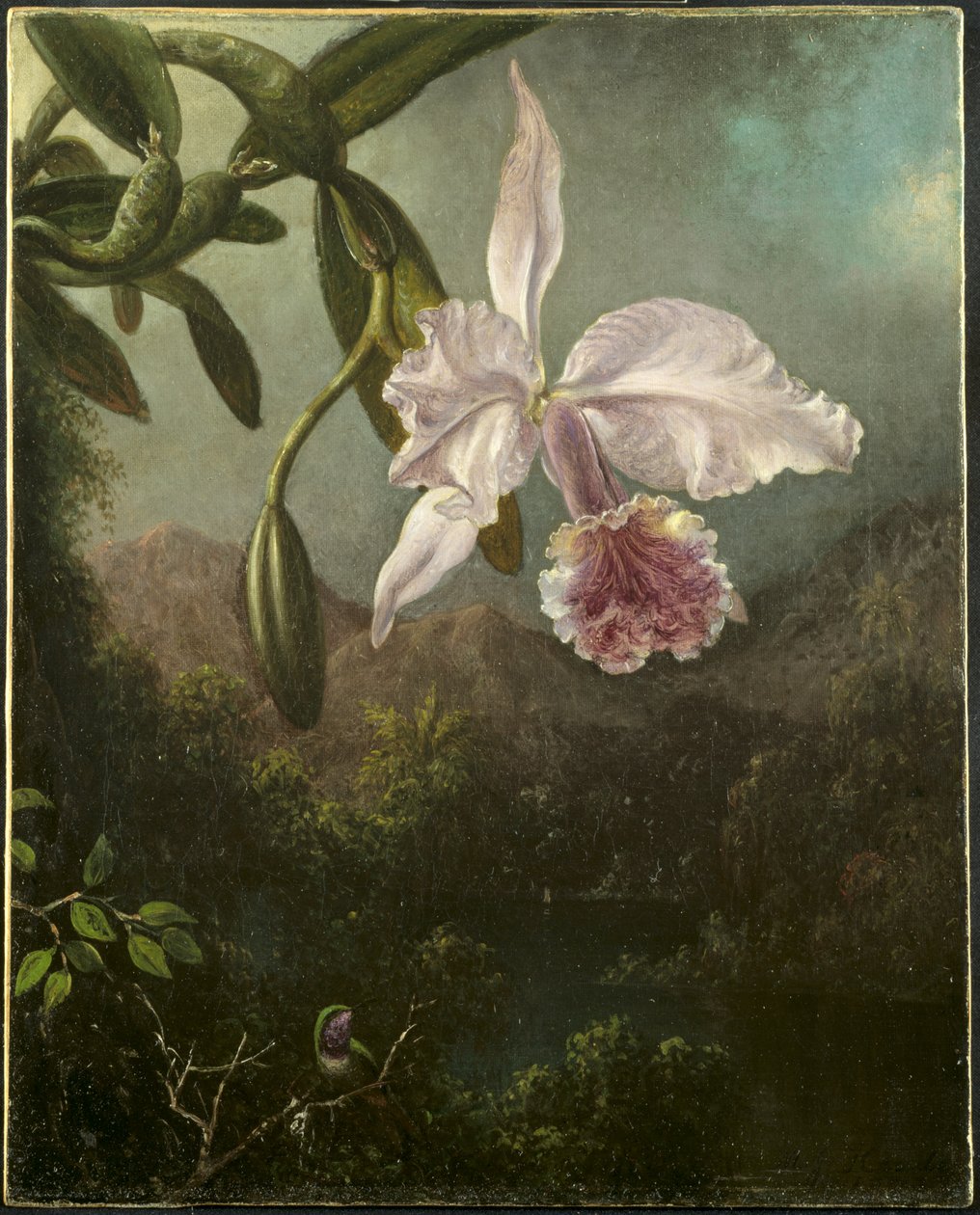 Orkidé blomstrer av Martin Johnson Heade