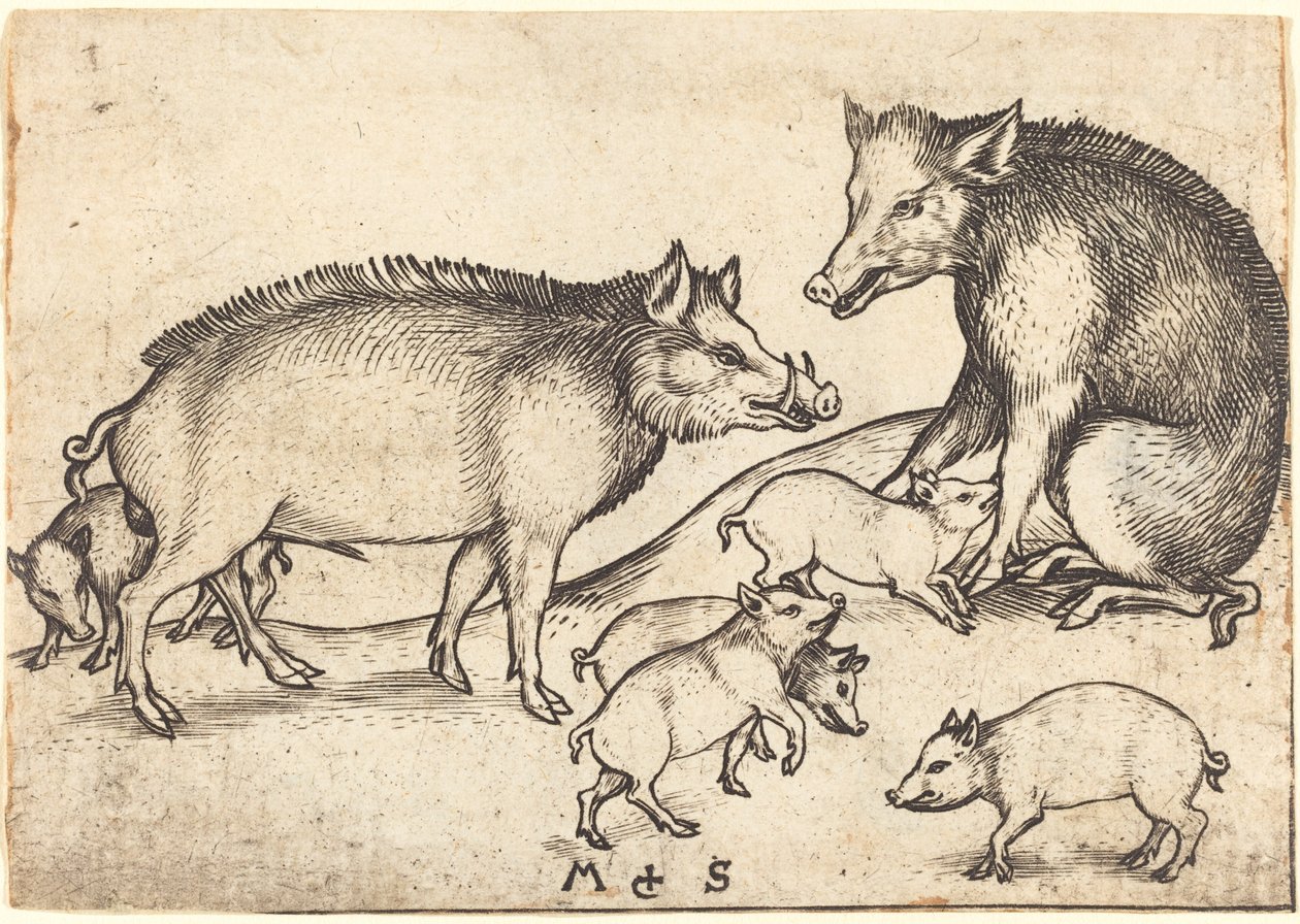 Familie av griser av Martin Schongauer