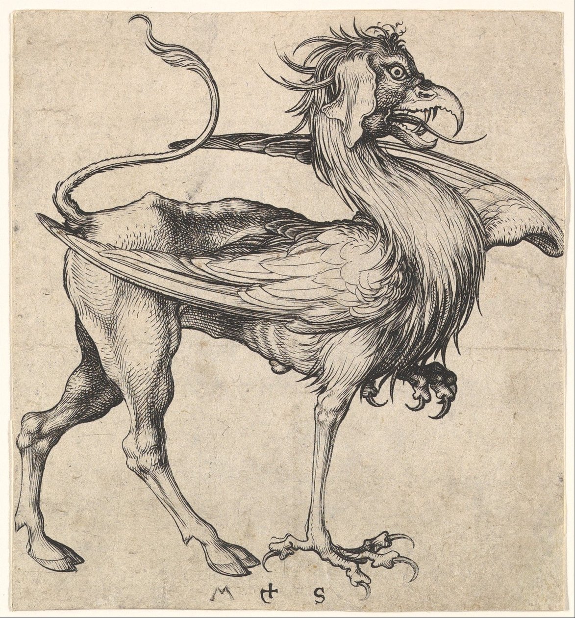 Griffin, ca. 1435-1491. av Martin Schongauer
