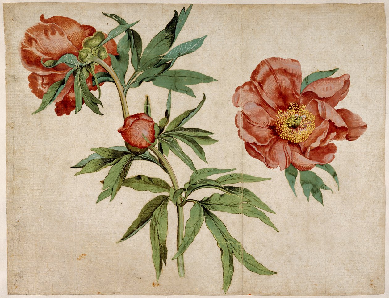 Studie av peoner av Martin Schongauer