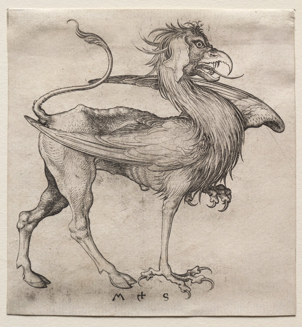 The Griffin, 1400-tallet. av Martin Schongauer