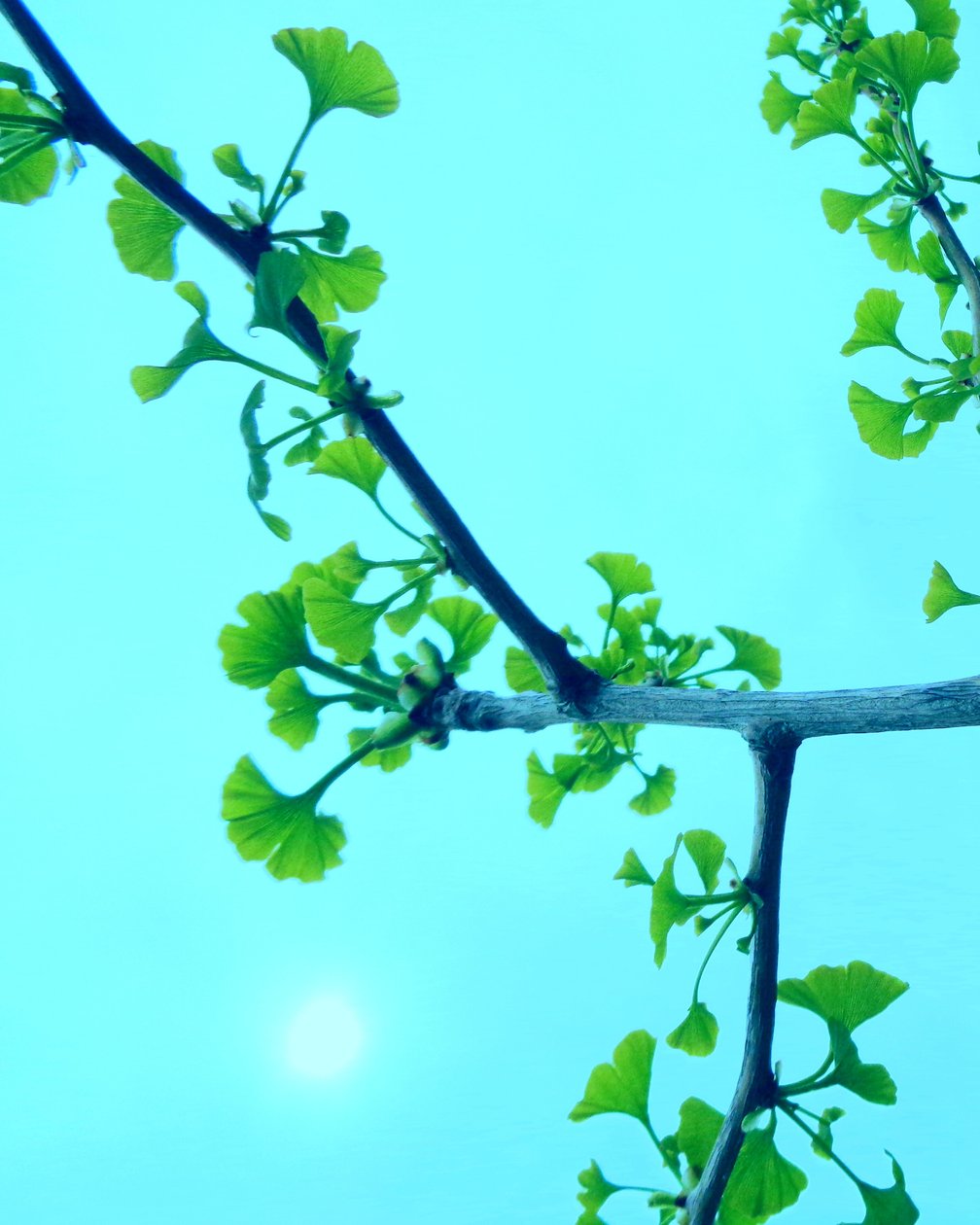 Gingko Türkis av Martina Konitzky