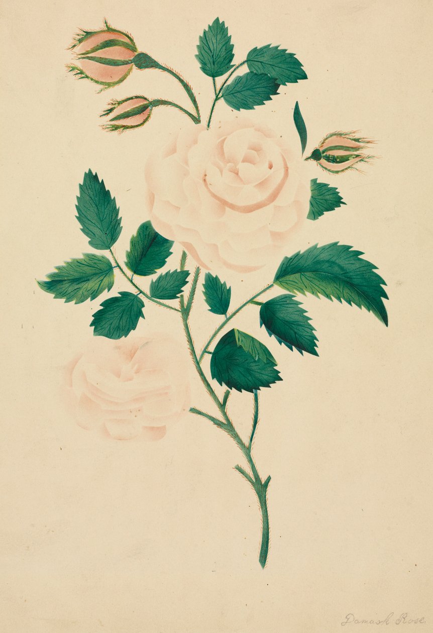 Damask rose. av Mary Altha Nims