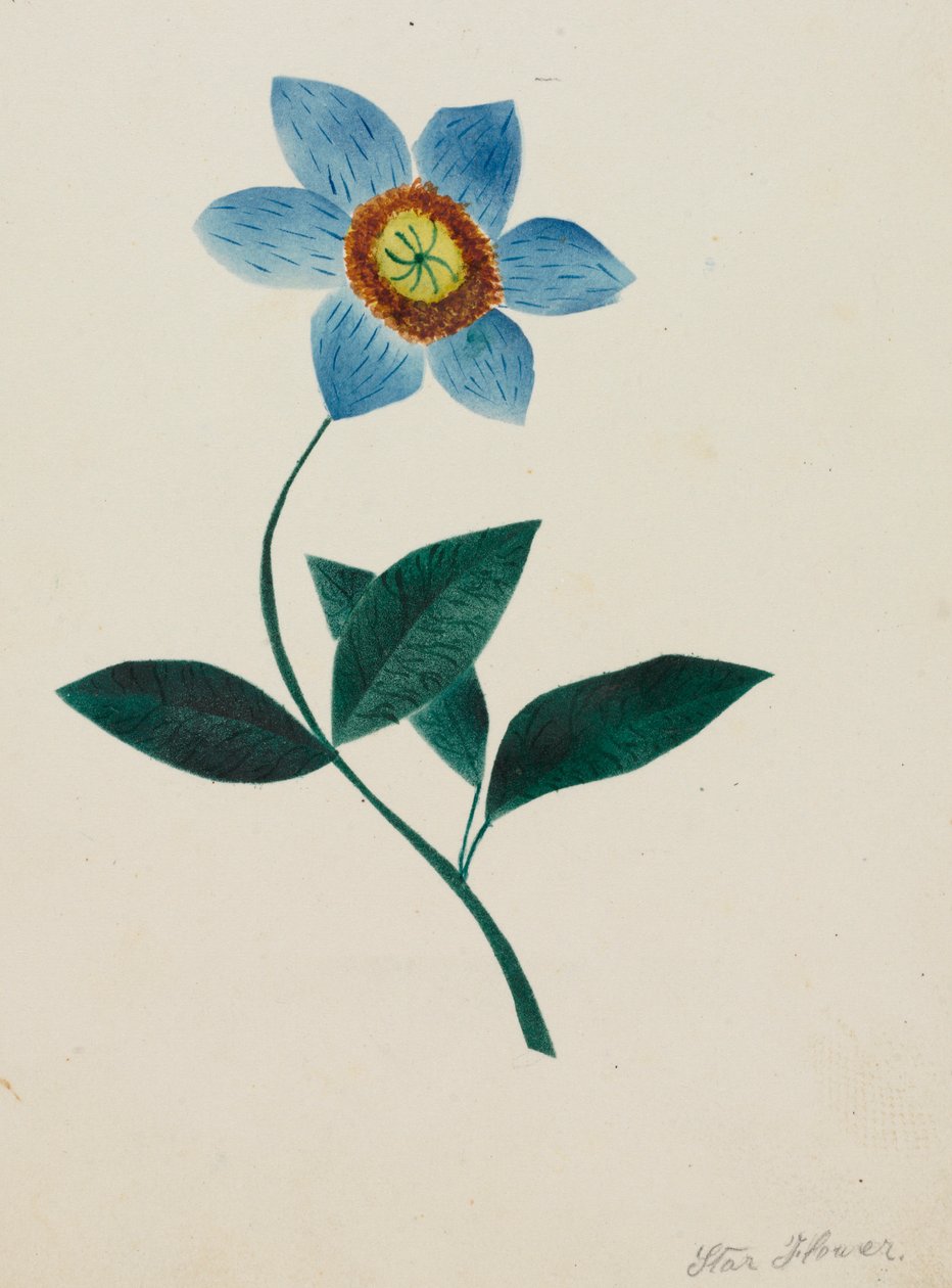 Stjerneblomst. av Mary Altha Nims