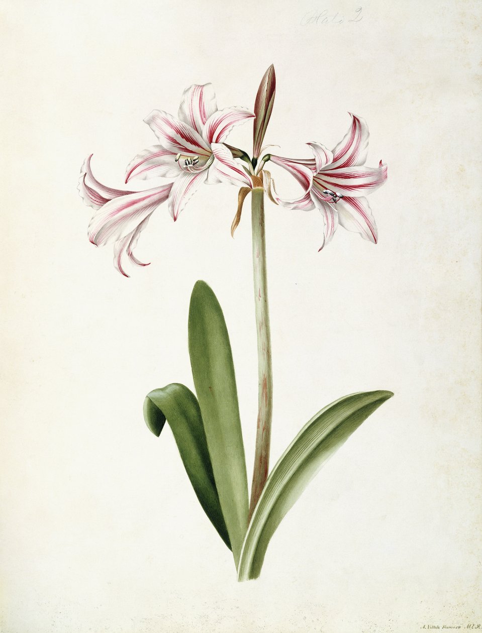 (Amaryllis) Vittata Formosanorwegian av Mary Elizabeth Rosenberg