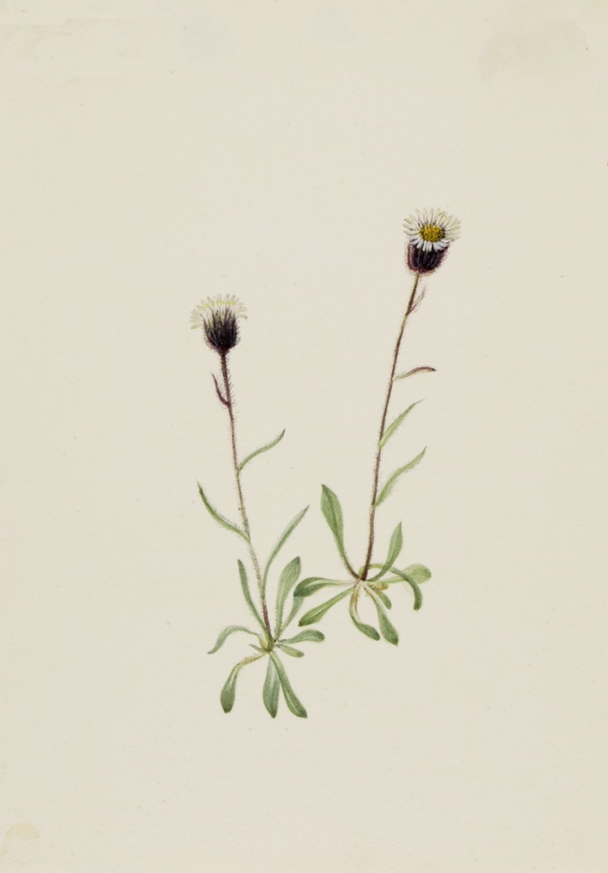 Aleutian Fleabane Erigeron unalaschensis, n.d. av Mary Vaux Walcott
