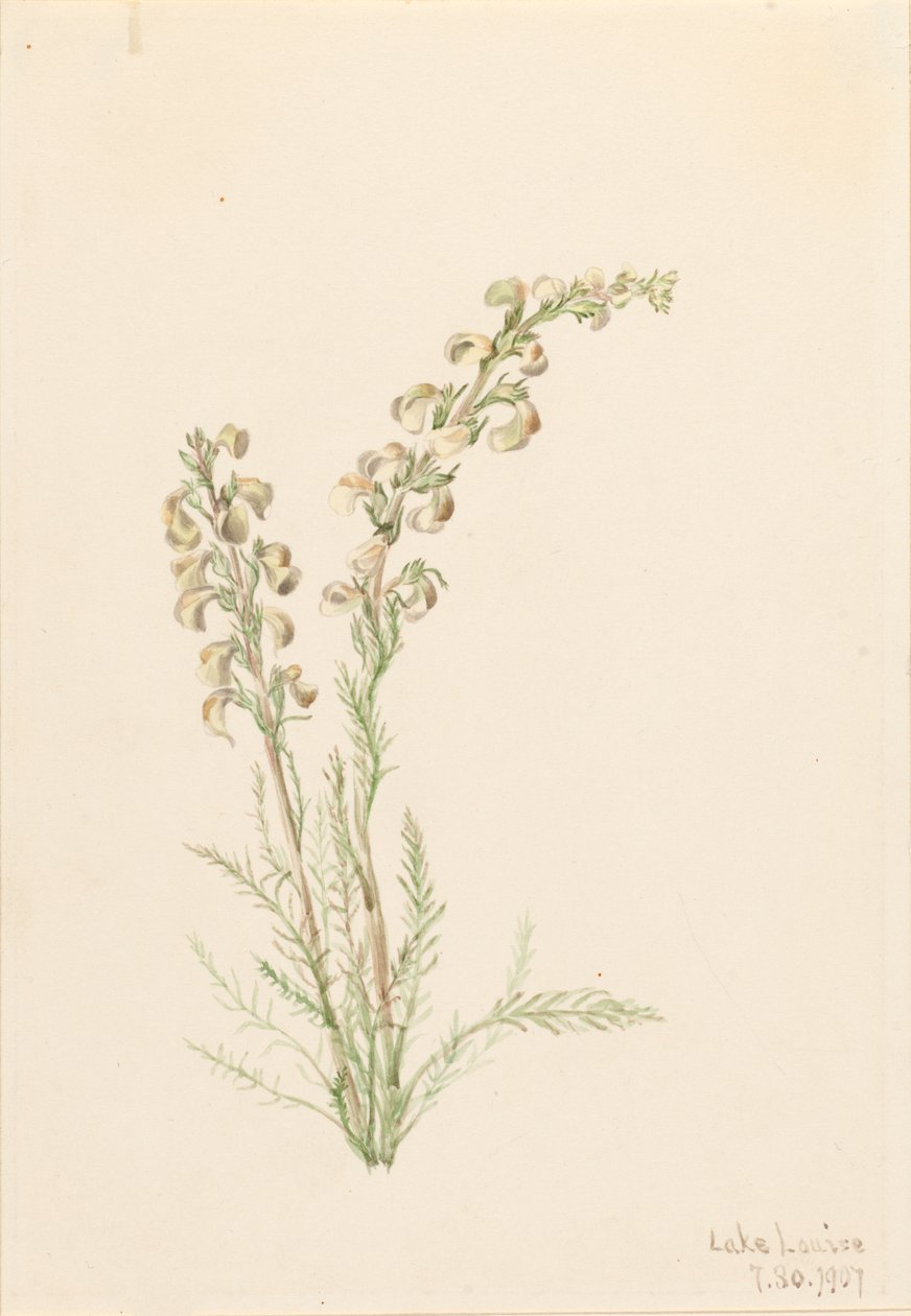 Alpine Fernlife Pedicularis contorta, 1907. av Mary Vaux Walcott