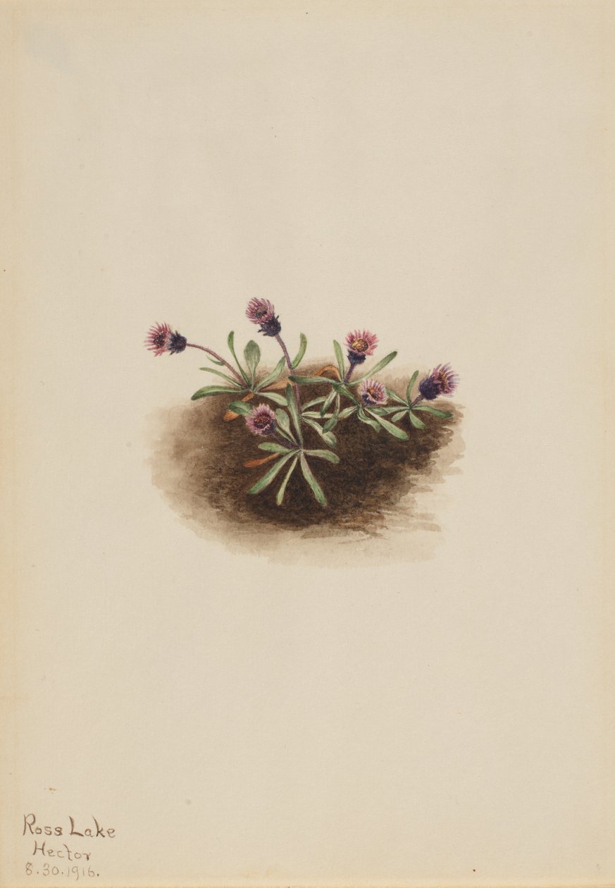 Alpine Fleabane Erigeron unalaschcensis, 1916. av Mary Vaux Walcott