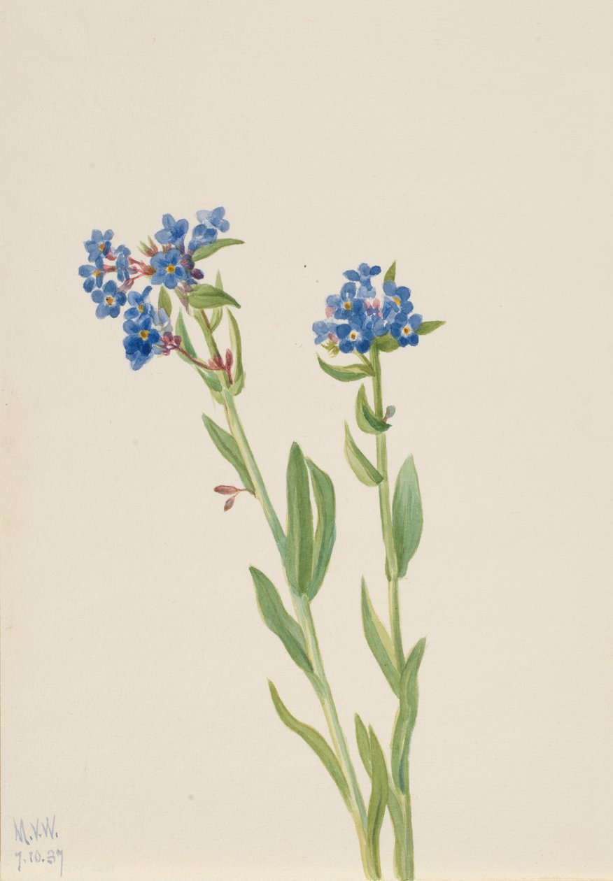 Alpine Forget-Me-Not Myosotis alpestris, 1937. av Mary Vaux Walcott