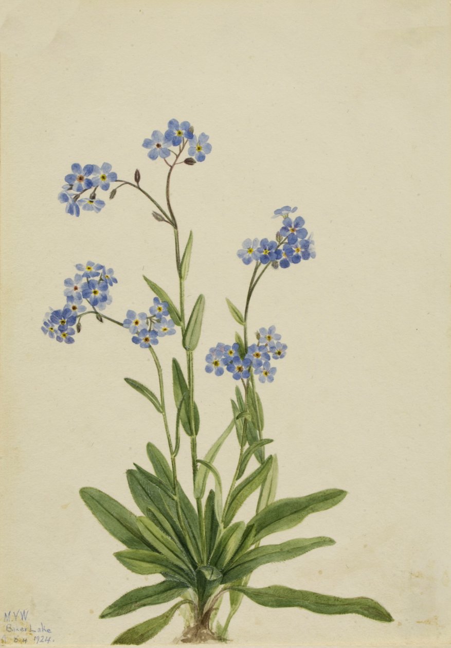 Alpine Forglemmejei Myosotis alpestris, 1924. av Mary Vaux Walcott
