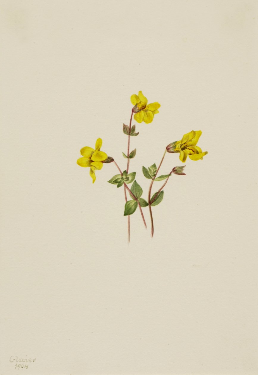Alpine apeblomst Mimulus caespitosus, 1904. av Mary Vaux Walcott