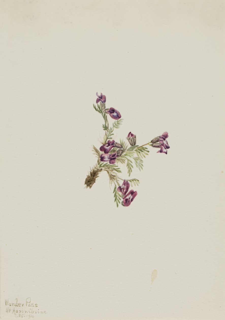 Alpine Pointvetch Oxytropis podocarpa, 1916. av Mary Vaux Walcott