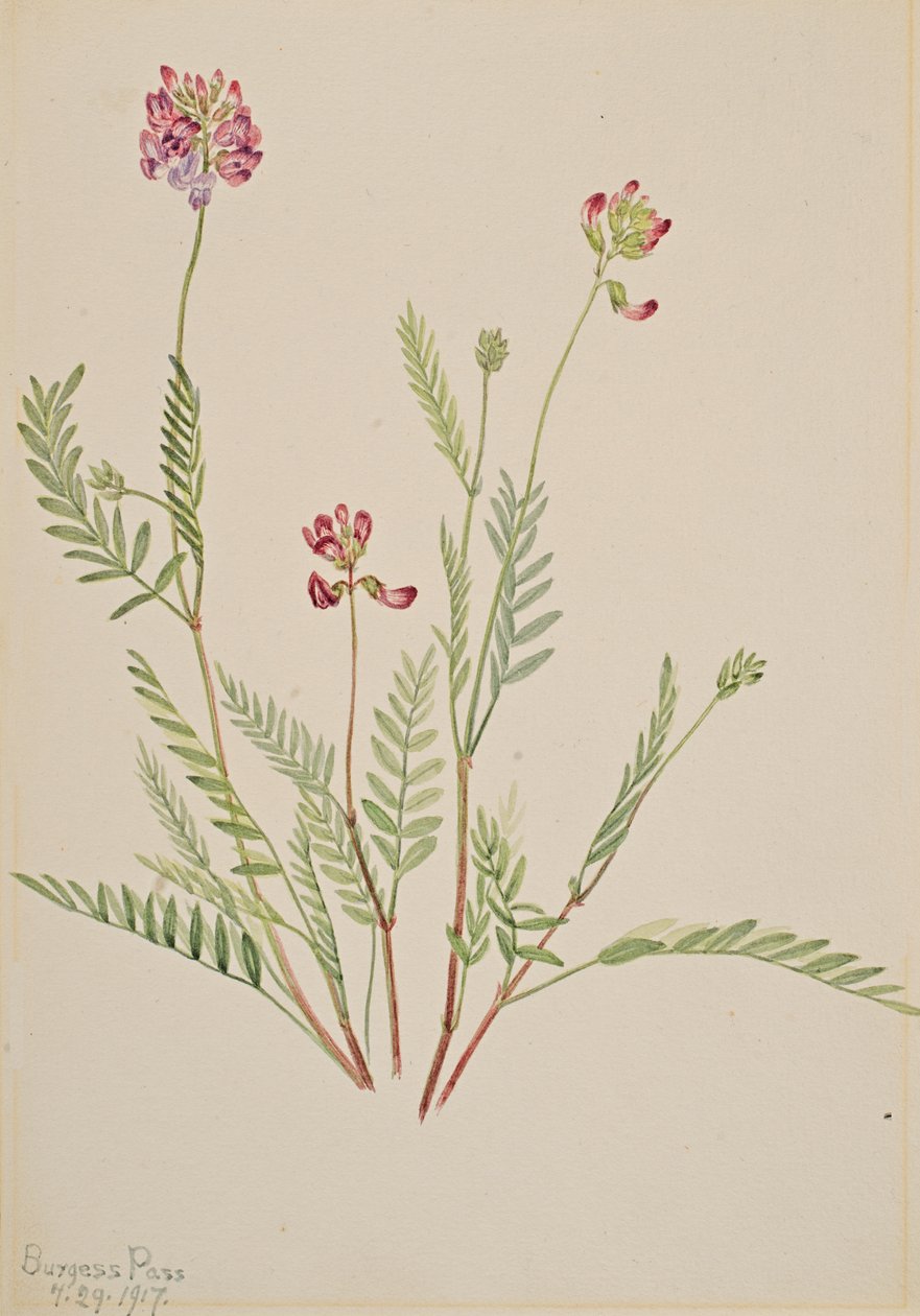 Alpine Vetch Astragalus bourgovii, 1917. av Mary Vaux Walcott