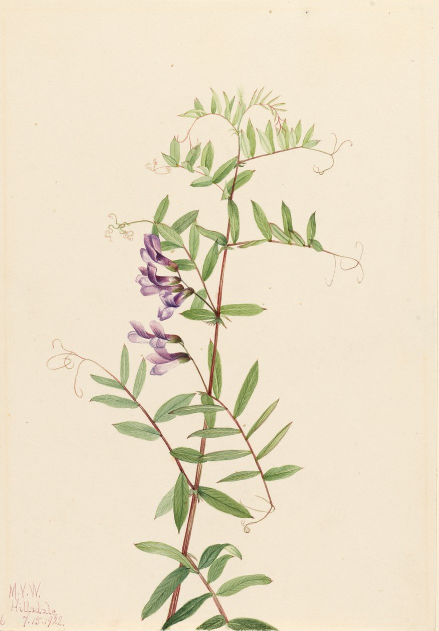 American Vetch Vicia americana, 1922. av Mary Vaux Walcott
