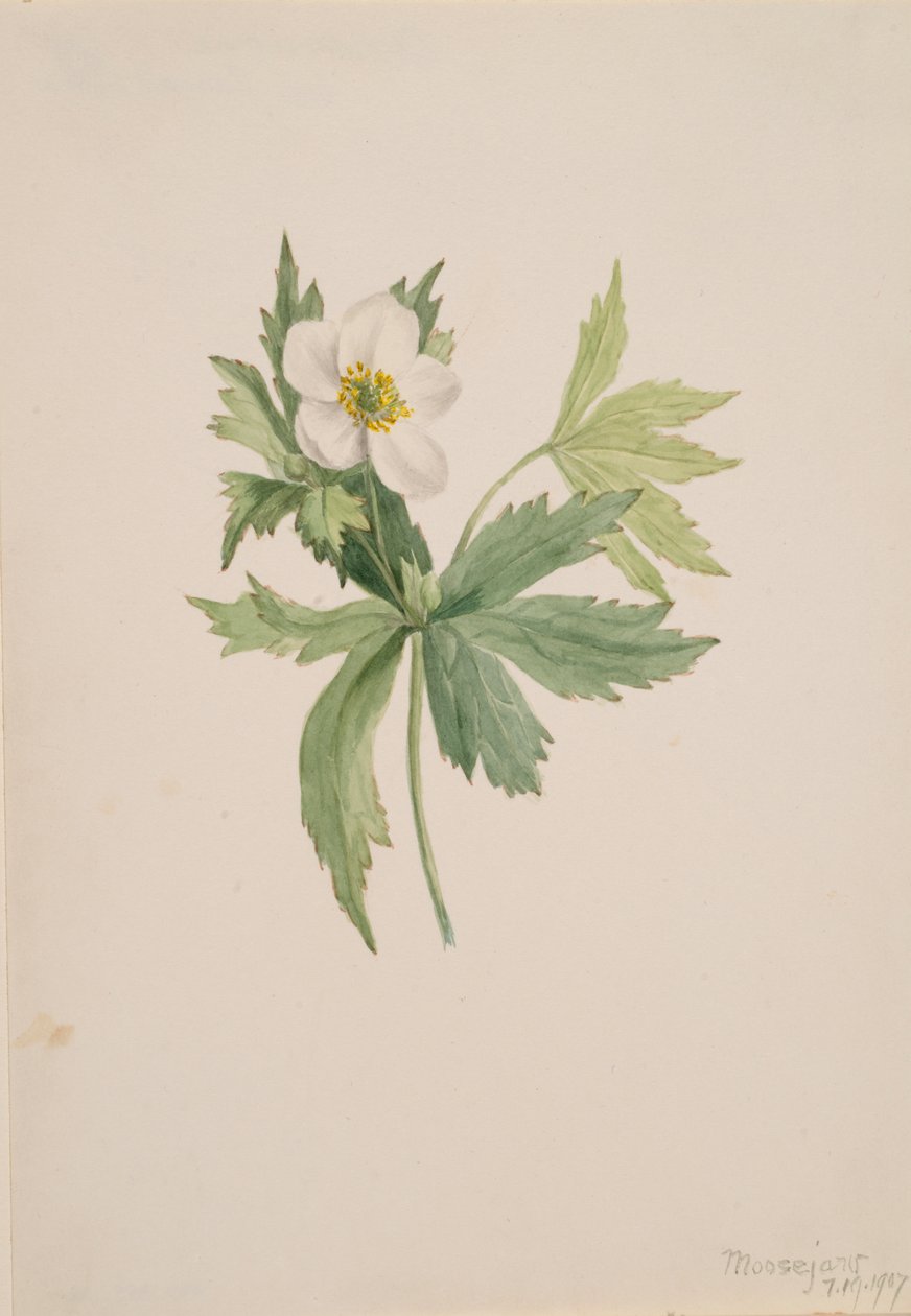 Anemone canadensis, 1907. av Mary Vaux Walcott