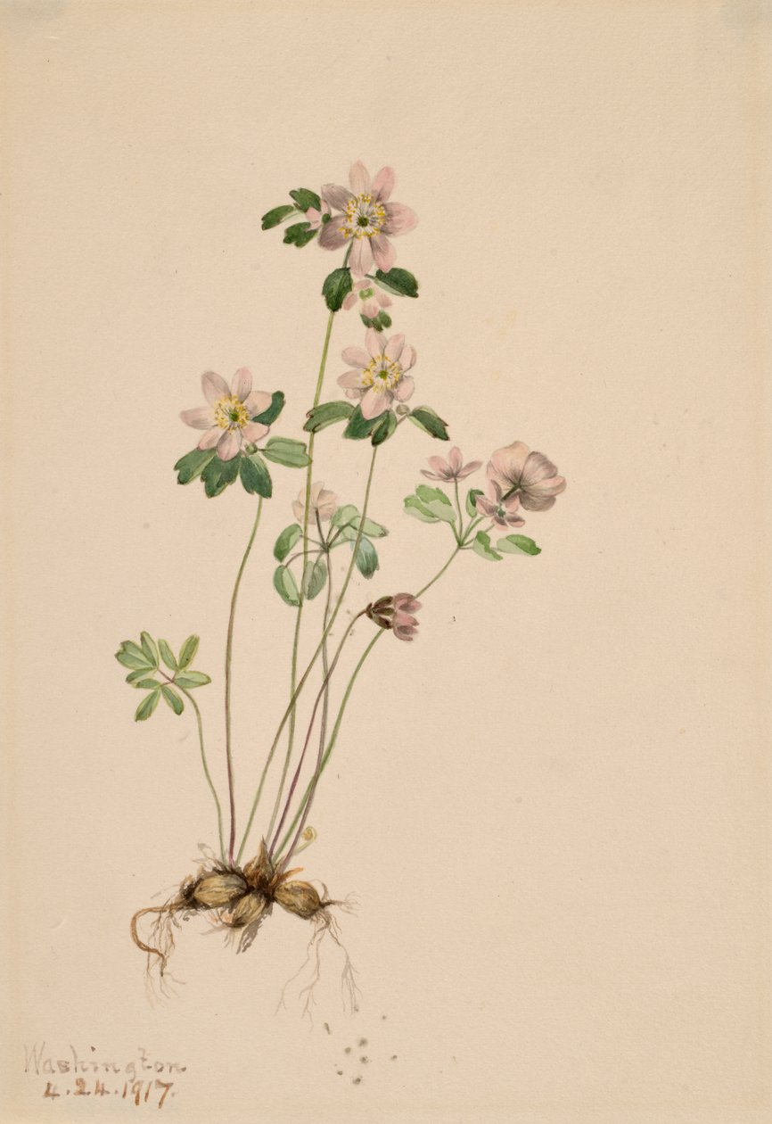 Anemonella Syndesmon thalektroides, 1917. av Mary Vaux Walcott