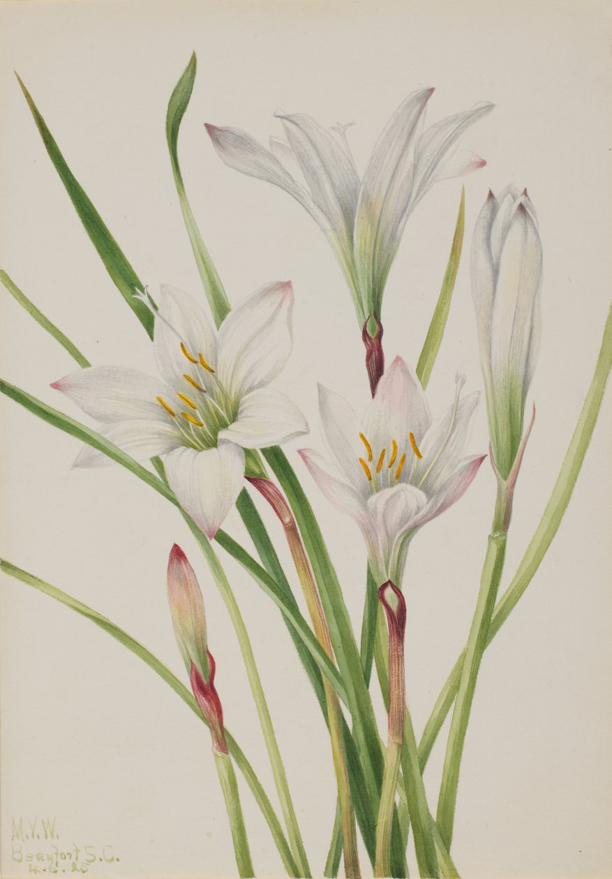 Atamasco-Lily Atamasco atamasco, 1925. av Mary Vaux Walcott