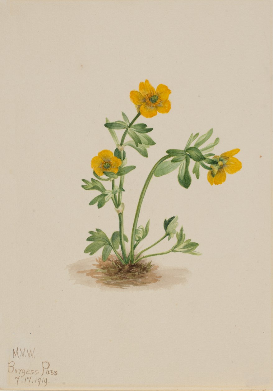 Avalanche Buttercup Ranunculus suksdorfii, 1919. av Mary Vaux Walcott