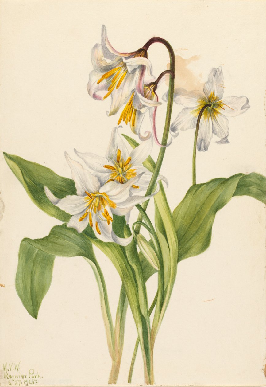 Avalanche Lily Erythronium montanum, 1925. av Mary Vaux Walcott