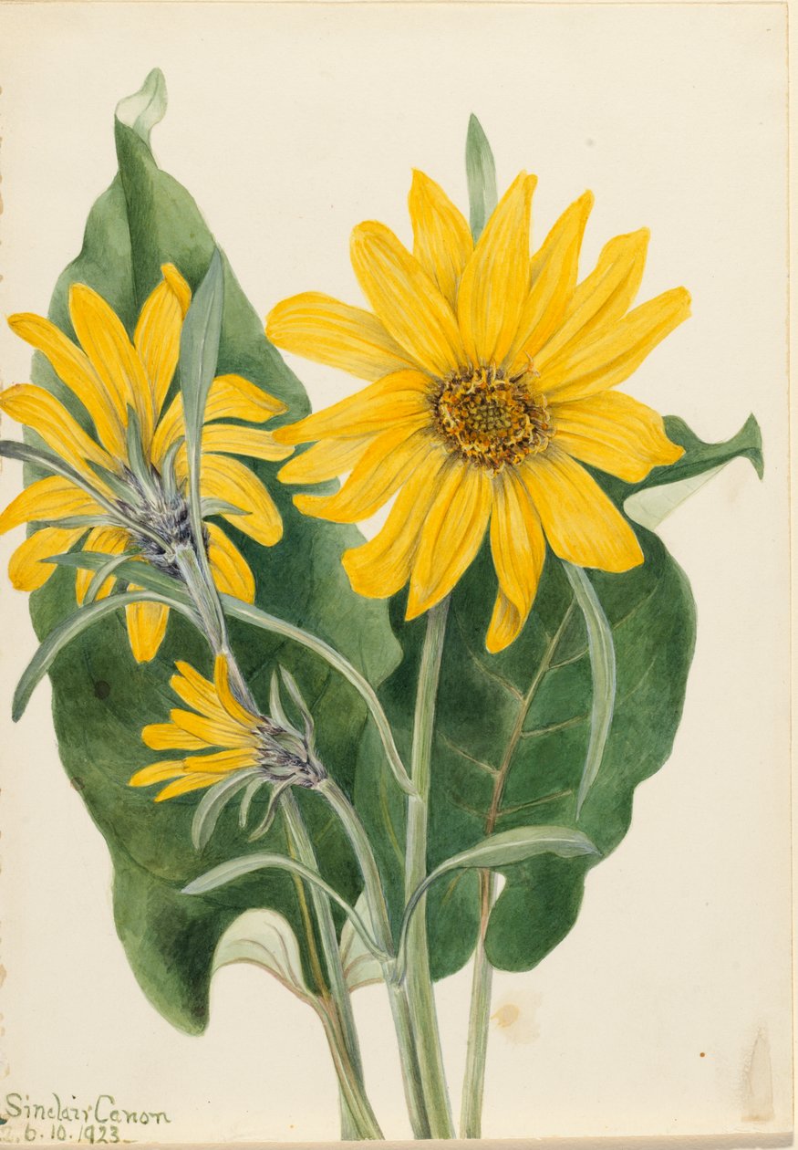 Balsamroot Balsamorhiza sagittata, 1923. av Mary Vaux Walcott