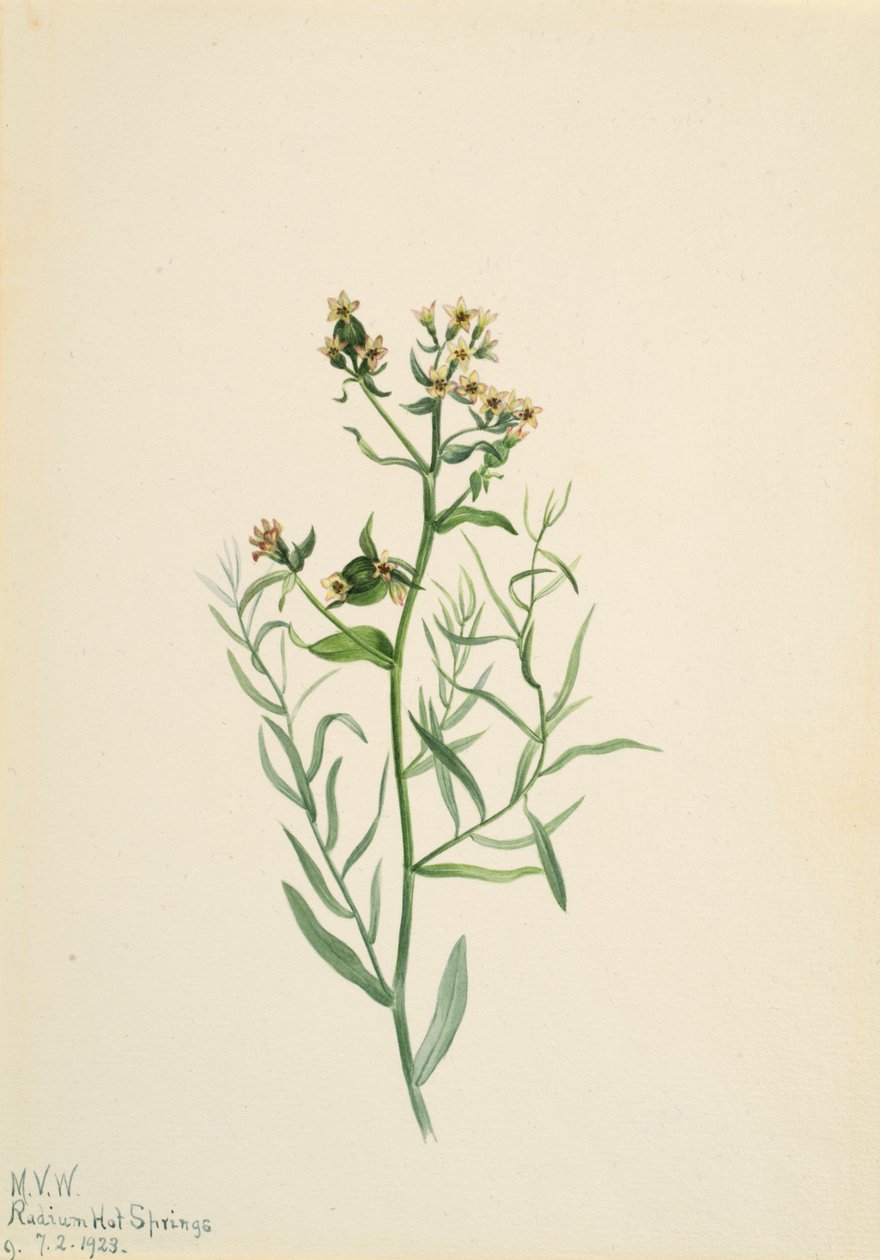 Bastard Toadflax Comandra pallida, 1923. av Mary Vaux Walcott
