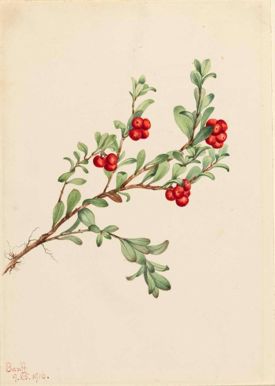 Bjørnebær Arctostaphylos uva-ursi, 1916. av Mary Vaux Walcott