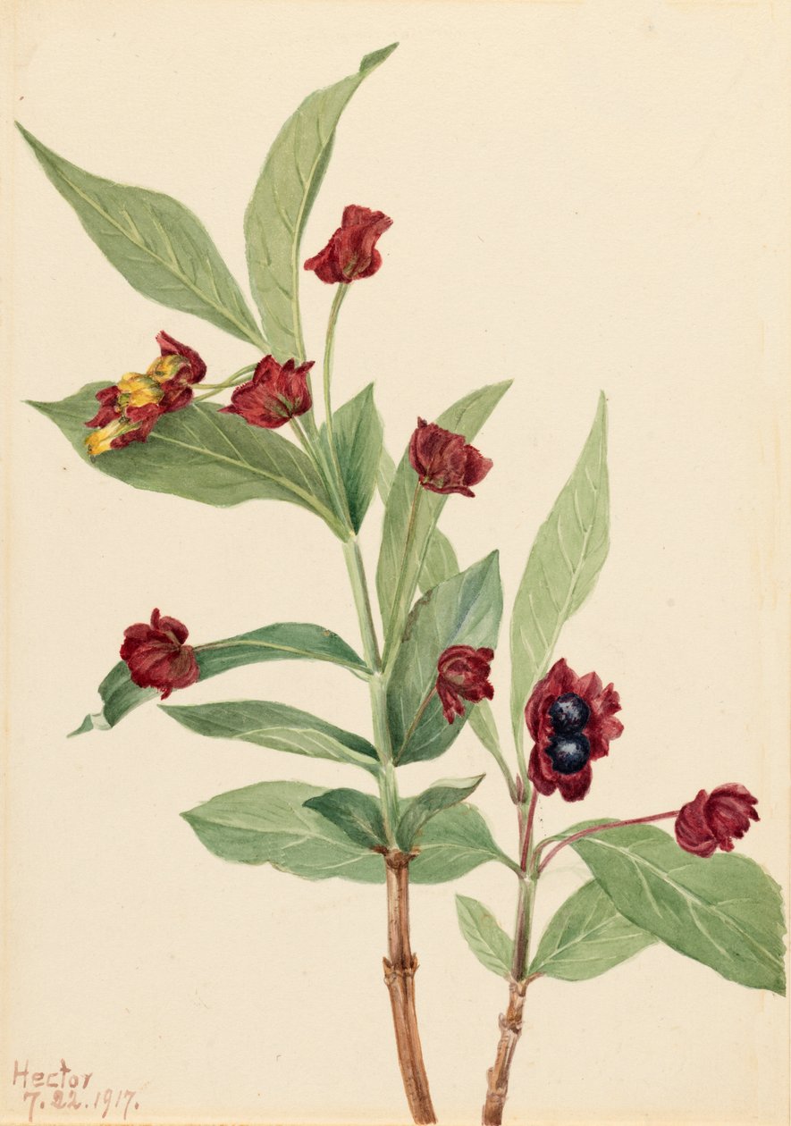 Bjørnebærkaprifol Lonicera involucrata, 1917. av Mary Vaux Walcott