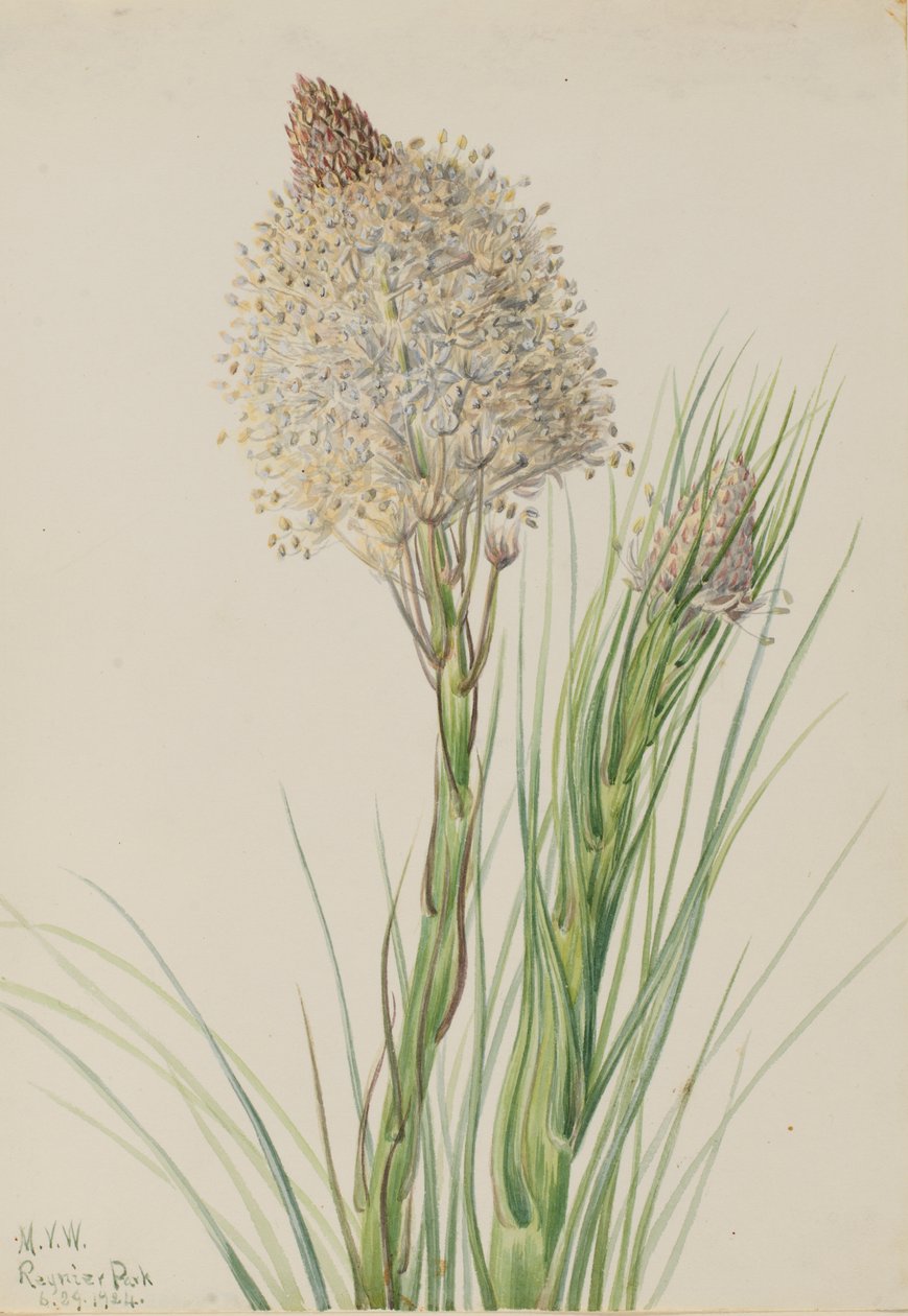 Bjørnegress Xerophyllum tenax, 1924. av Mary Vaux Walcott