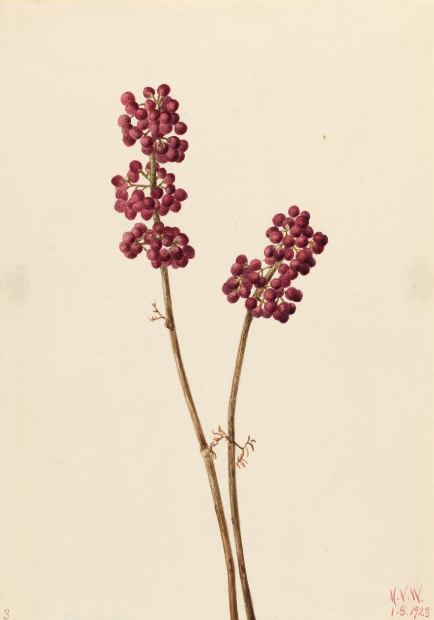 Beauty Berry Callicarpa americana, 1923. av Mary Vaux Walcott