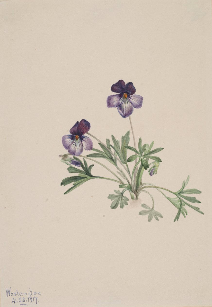 Birdsfoot Violet Viola pedata, 1917. av Mary Vaux Walcott