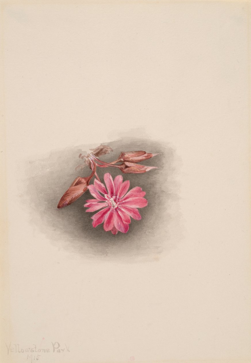 Bitterroot Lewisia redivivia, 1915. av Mary Vaux Walcott