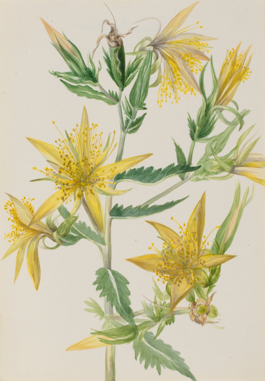 Brennende stjerne Mentzelia laevicaulis, ca. 1930-tallet. av Mary Vaux Walcott