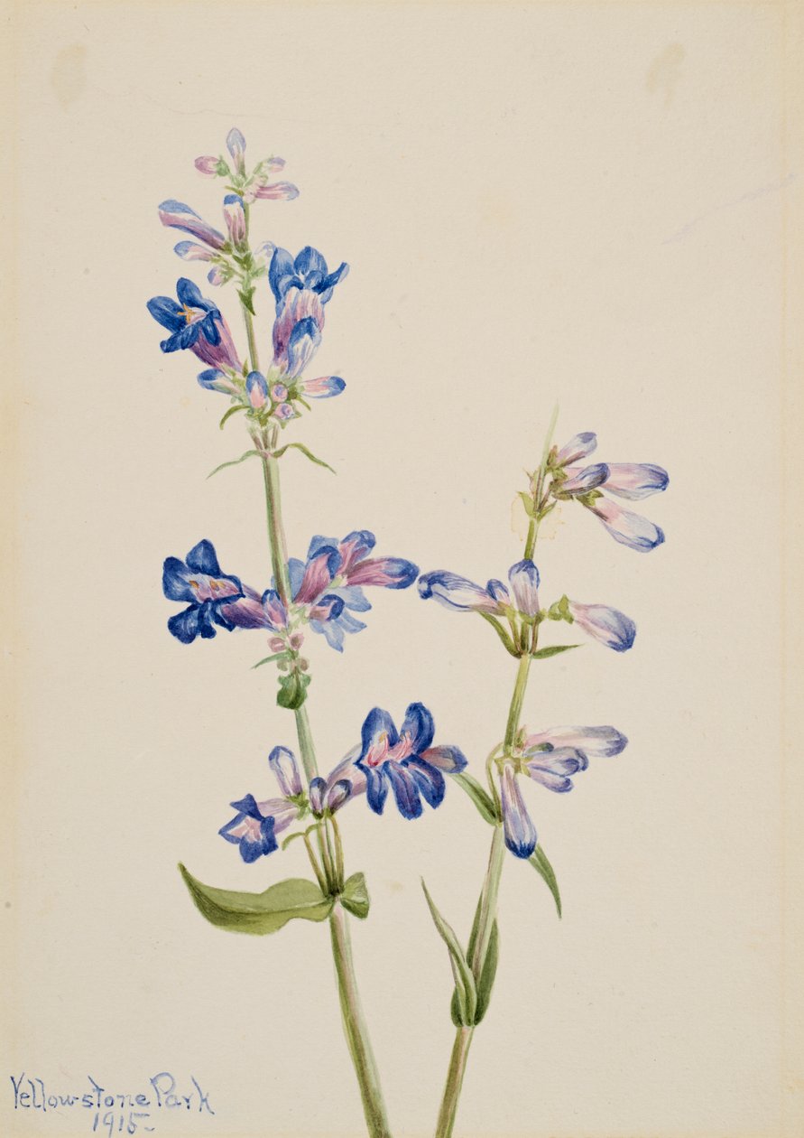 Blue Beardtongue Penstemon, 1915. av Mary Vaux Walcott