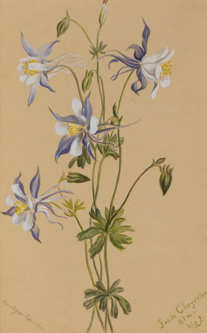 Blue Columbine Aquilegia caerulea, 1922. av Mary Vaux Walcott