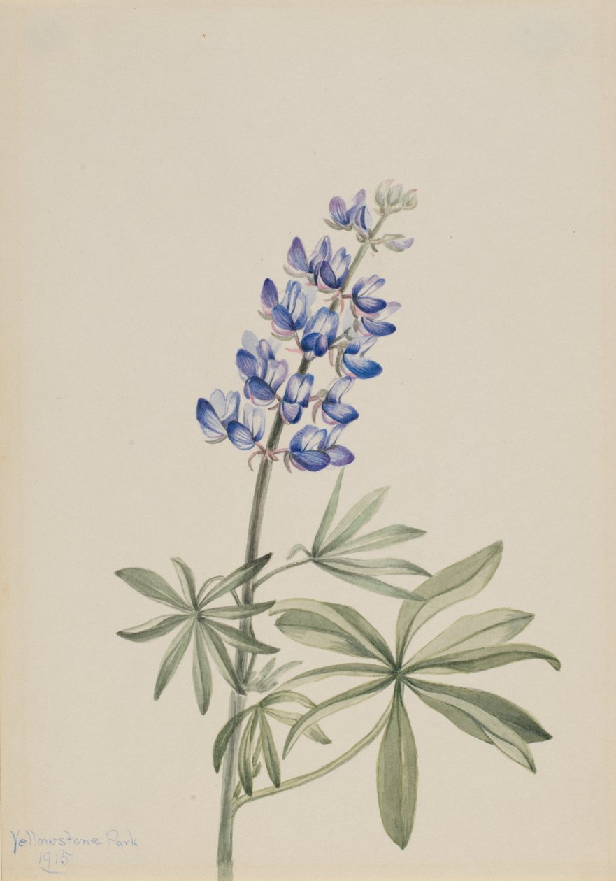 Blå Lupin Lupinus argenteus, 1915. av Mary Vaux Walcott