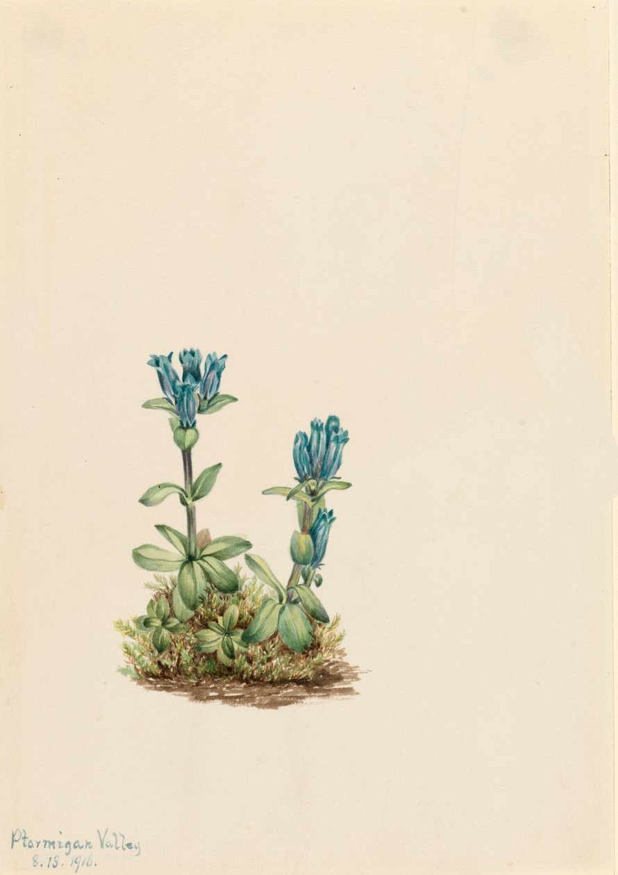 Blågrønn Gentian Gentiana glauca, 1916. av Mary Vaux Walcott