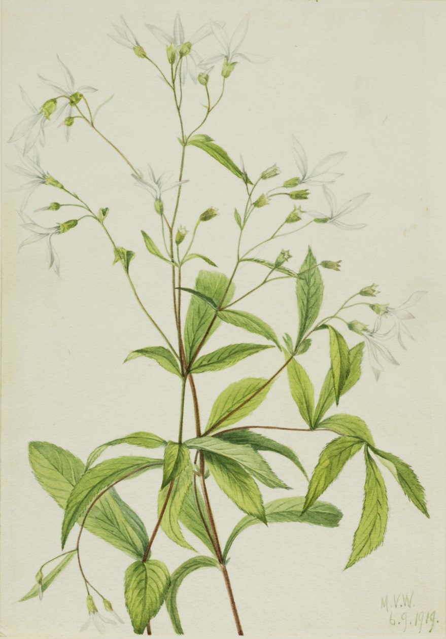 Bowmansroot Porteranthus trifoliatus, 1919. av Mary Vaux Walcott