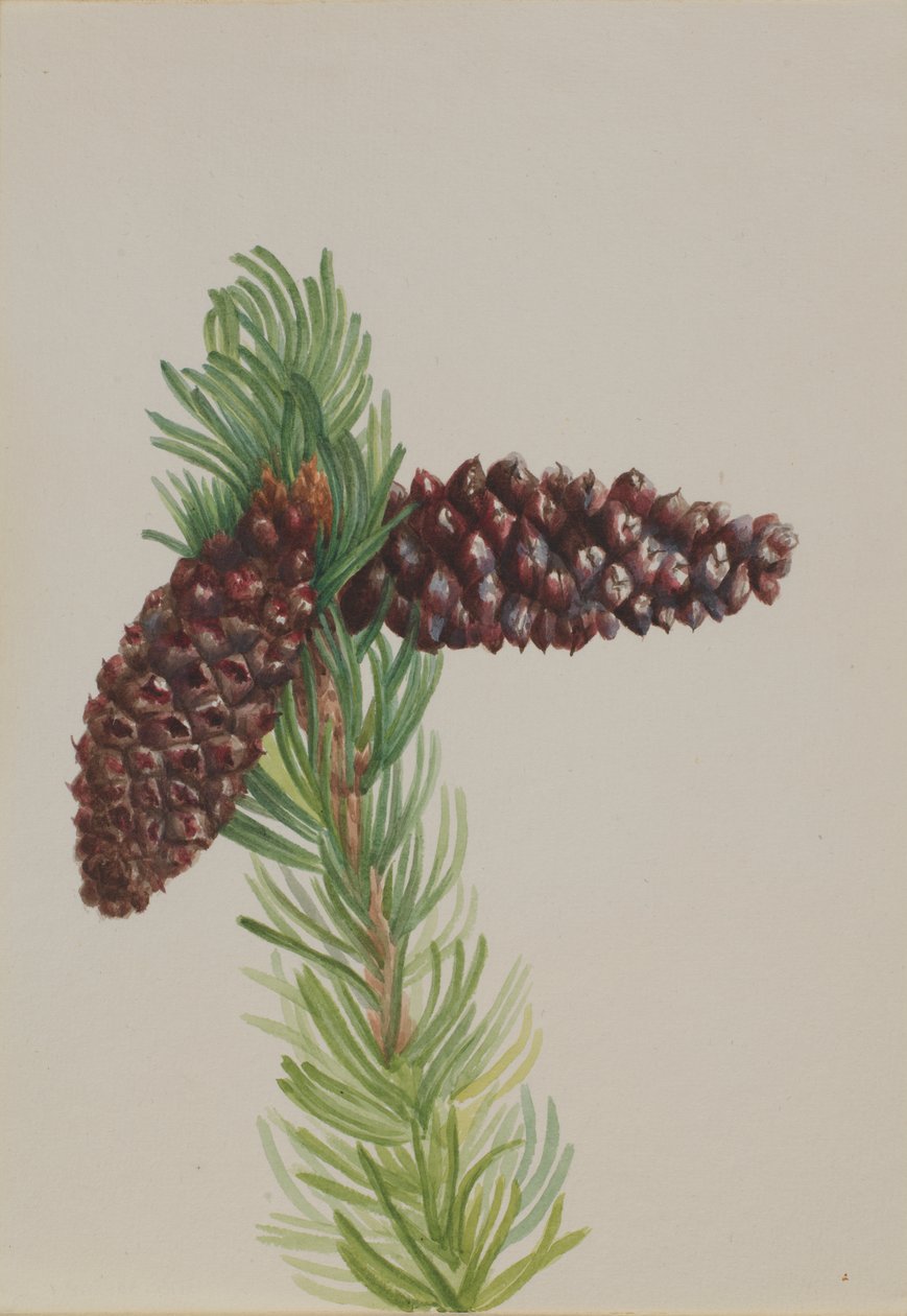 Bristle-Cone Pinus Pinus aristata, ca. 1930-tallet. av Mary Vaux Walcott