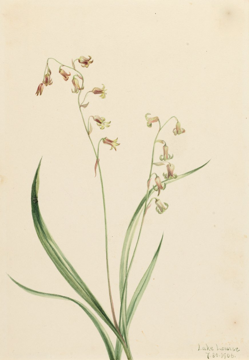 Bronseklokker fra Western Stenanthium, 1906. av Mary Vaux Walcott