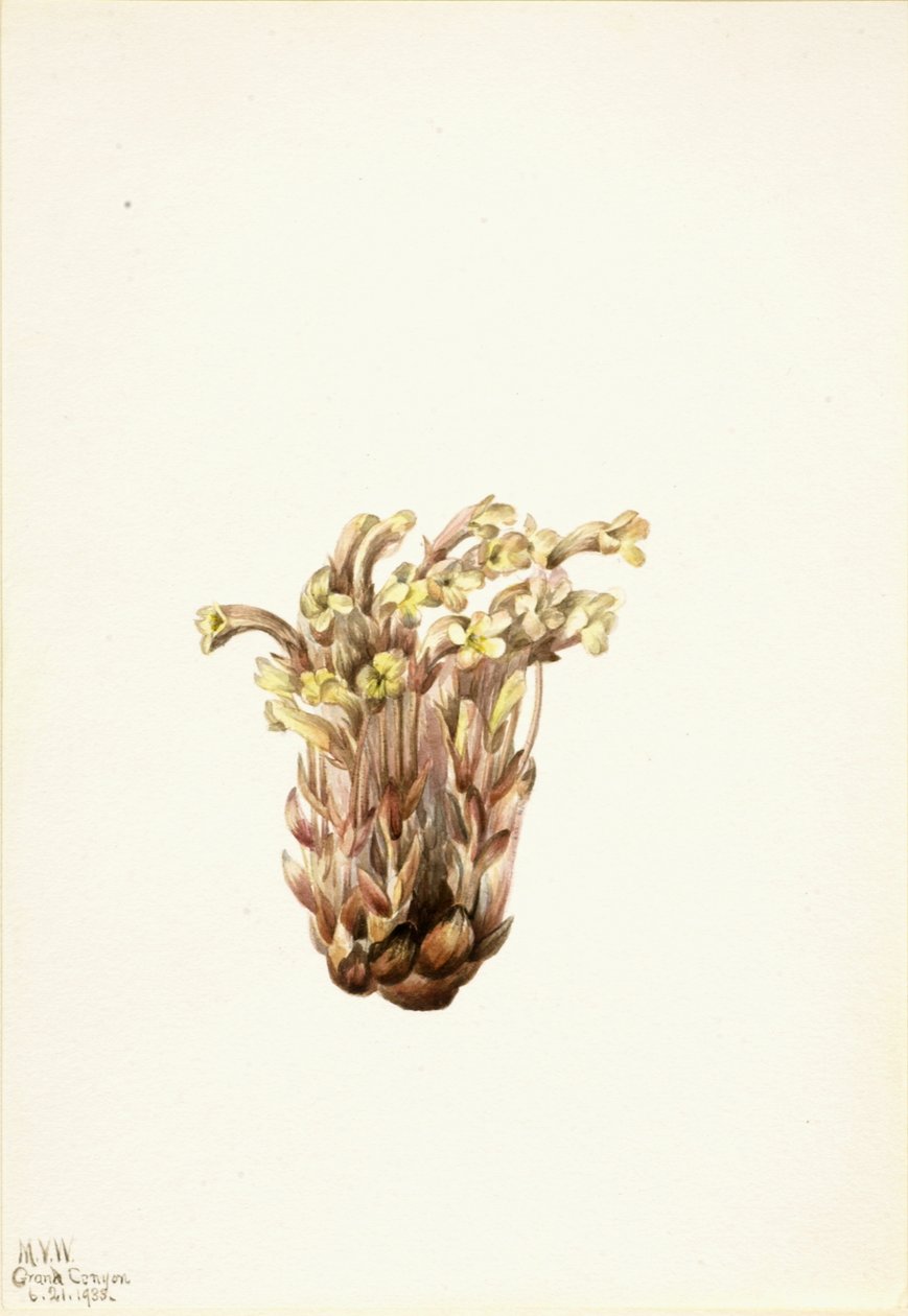 Broomrape Orobanche fasciculata, 1933. av Mary Vaux Walcott
