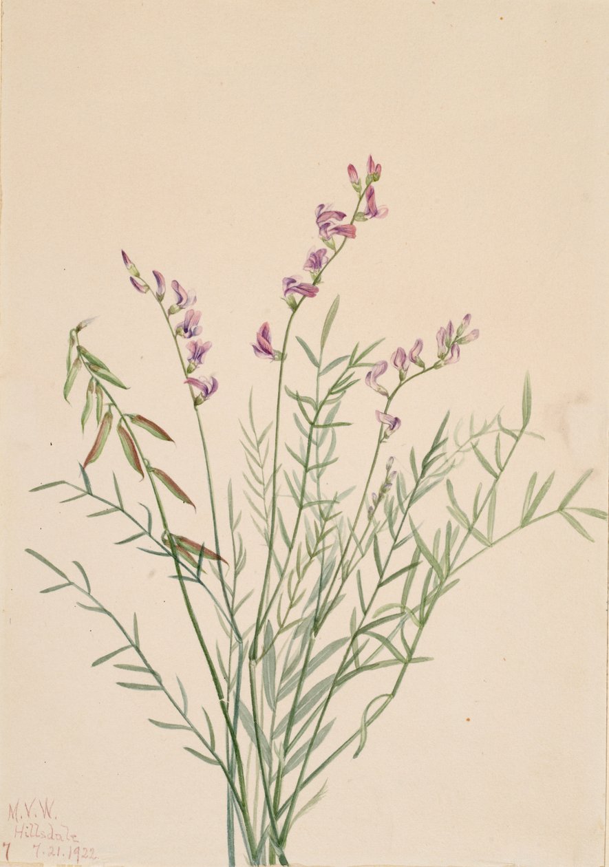 Burgess Milkvetch Astragalus bourgovii, 1922. av Mary Vaux Walcott