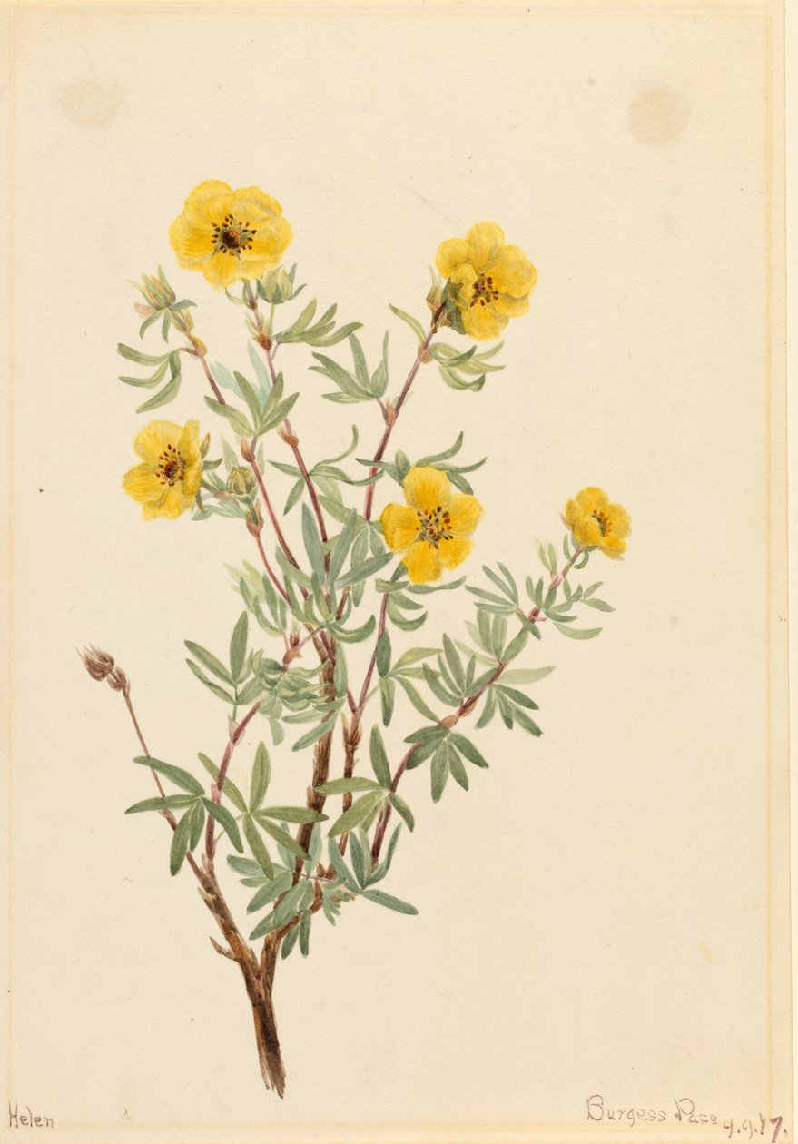 Bush Cinquefoil Potentilla fruticosa, 1917. av Mary Vaux Walcott