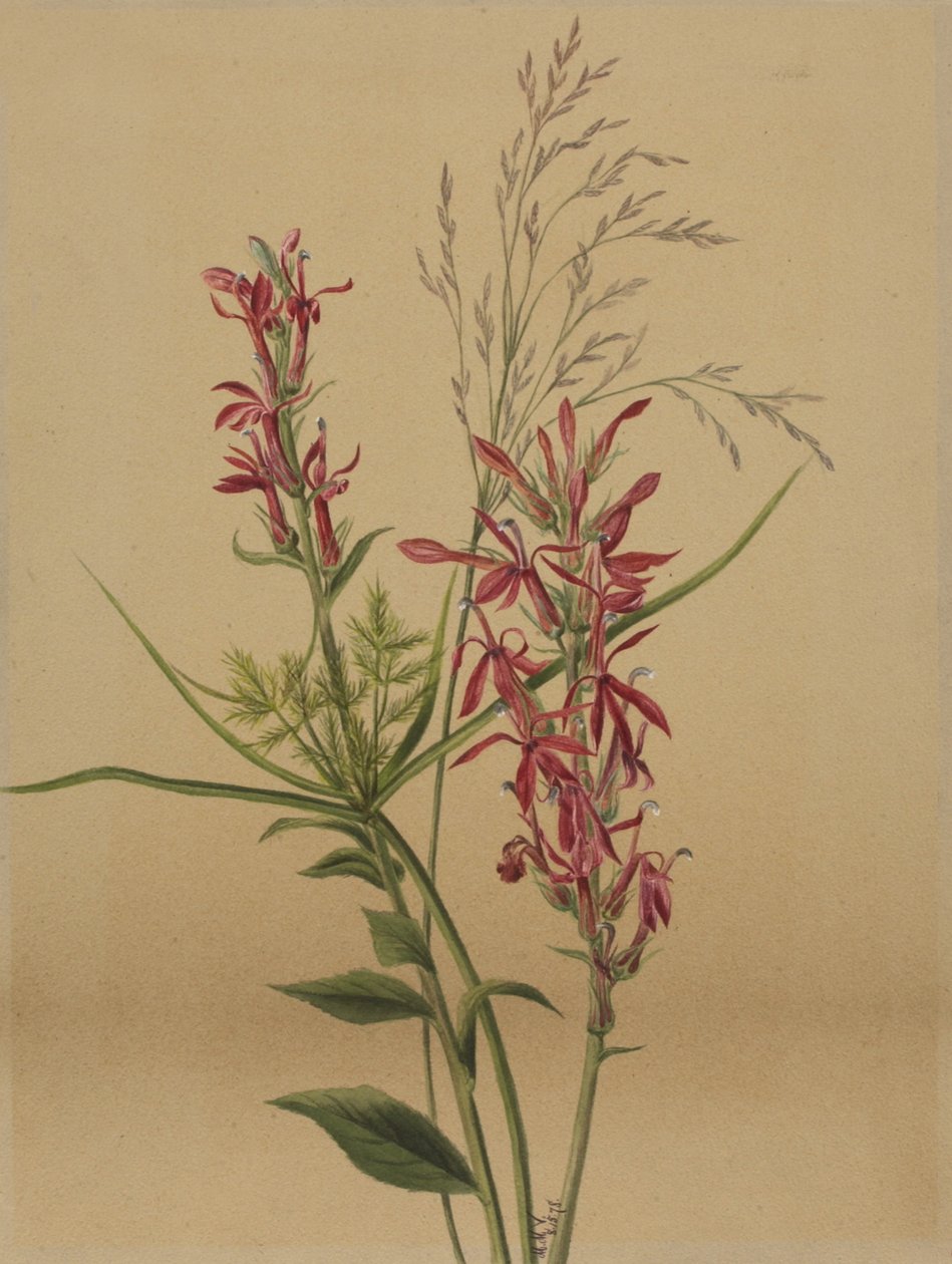 Kardinalblomst Lobelia cardinalis, 1878. av Mary Vaux Walcott