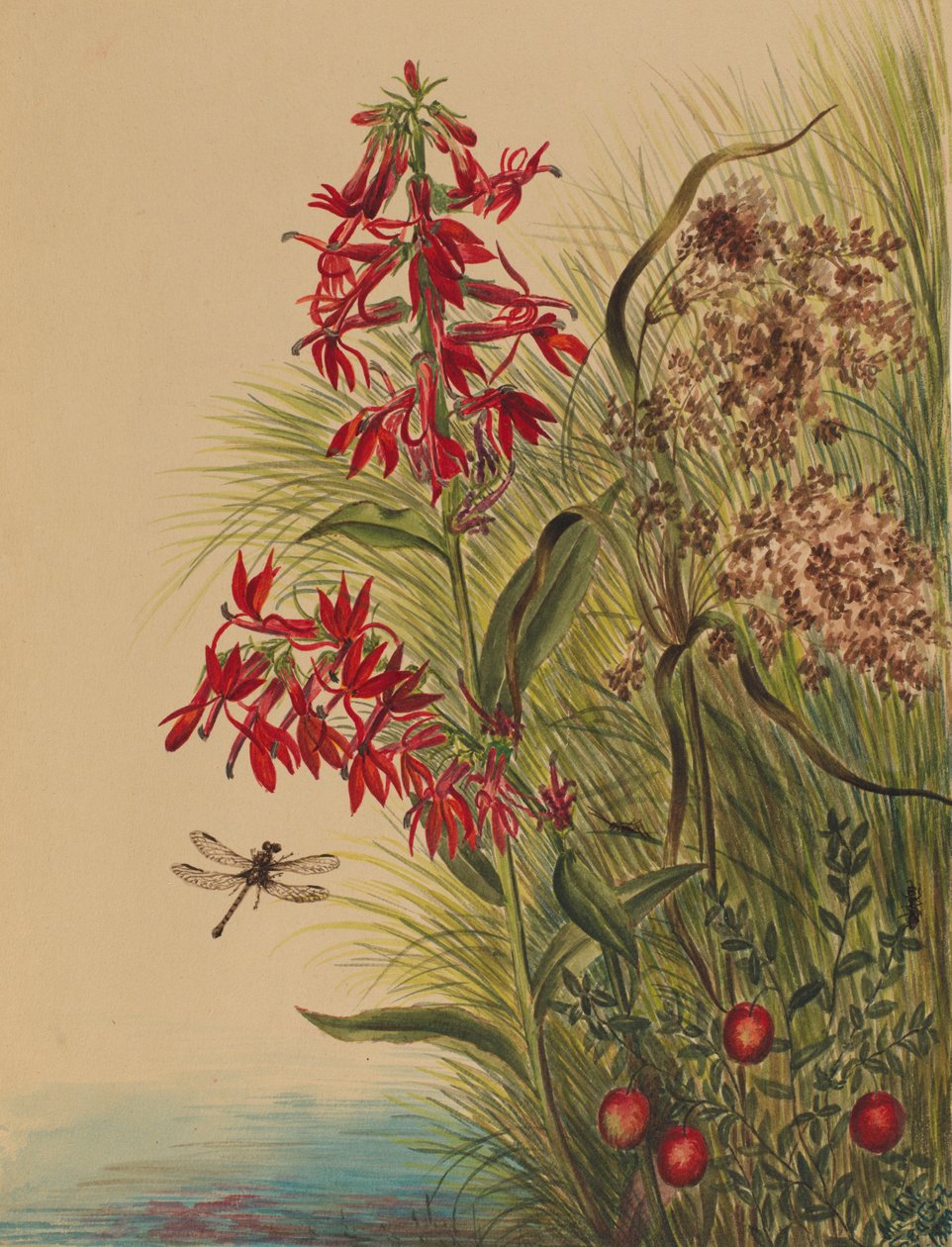 Kardinalblomst Lobelia cardinalis, 1880. av Mary Vaux Walcott