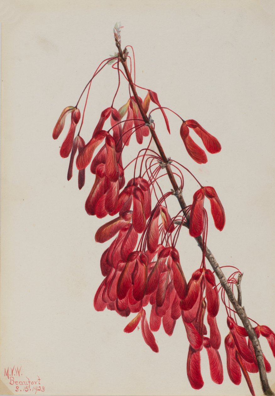 Carolina Maple Acer carolinianum, 1923. av Mary Vaux Walcott