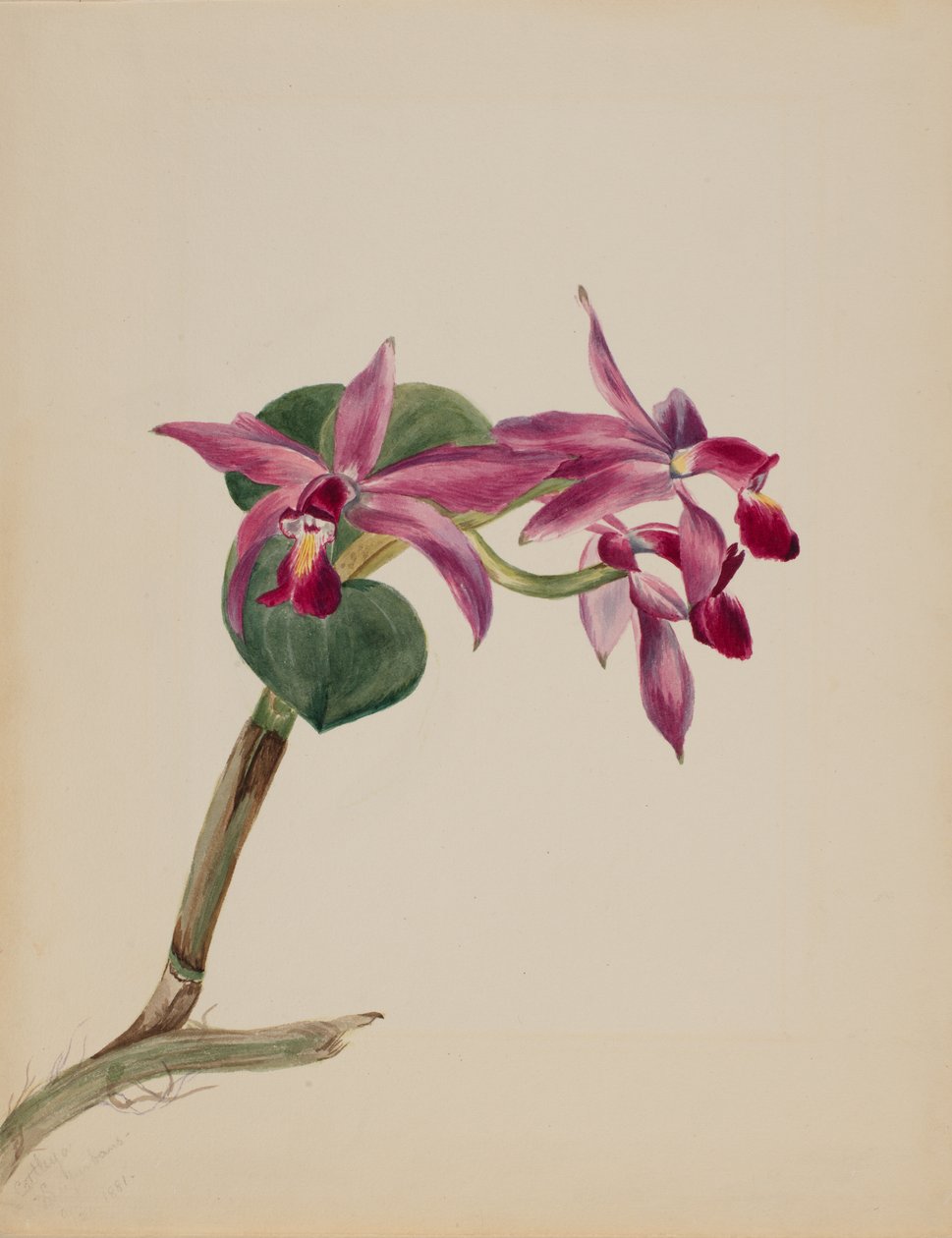 Cattleya stolt, 1881. av Mary Vaux Walcott
